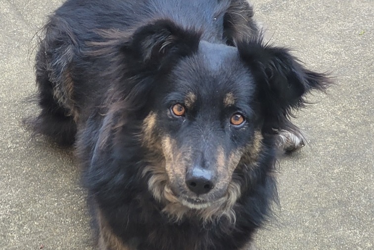 Vermisstmeldung Hund rassenmischung Männliche , 4 jahre Languidic Frankreich