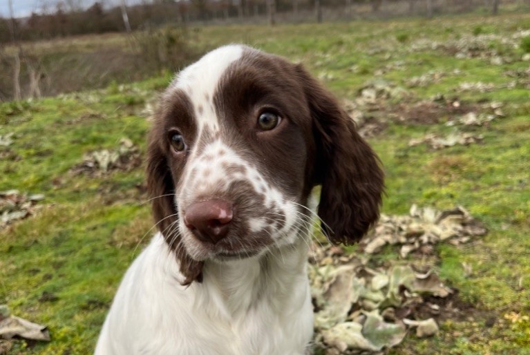 Vermisstmeldung Hund  Weiblich , 2 jahre Allouis Frankreich