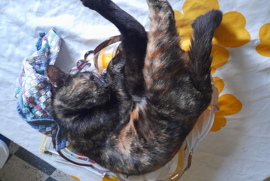 Vermisstmeldung Katze Weiblich , 4 jahre Villefranche-sur-Saône Frankreich