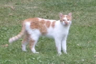 Vermisstmeldung Katze  Männliche , 4 jahre Auray Frankreich