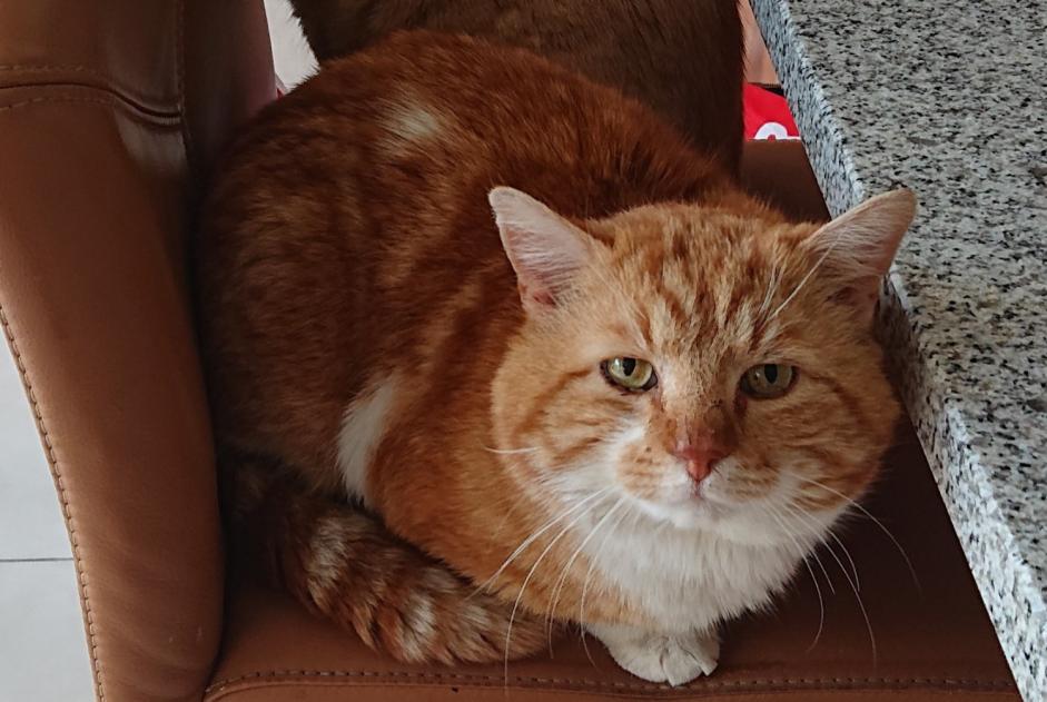 Vermisstmeldung Katze Männliche , 11 jahre Cheseaux-sur-Lausanne Schweiz