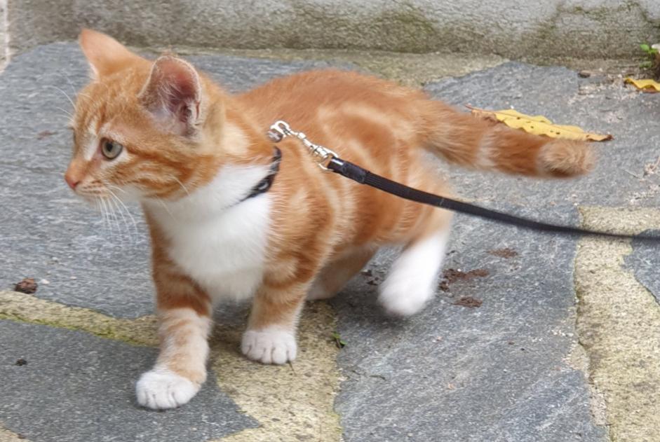 Vermisstmeldung Katze rassenmischung Männliche , 1 jahre Le Landeron Schweiz