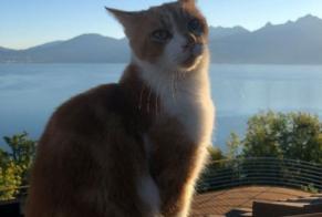 Vermisstmeldung Katze Männliche , 8 jahre Glion Schweiz