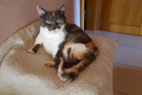 Vermisstmeldung Katze Weiblich , 9 jahre Saulxures-lès-Nancy Frankreich