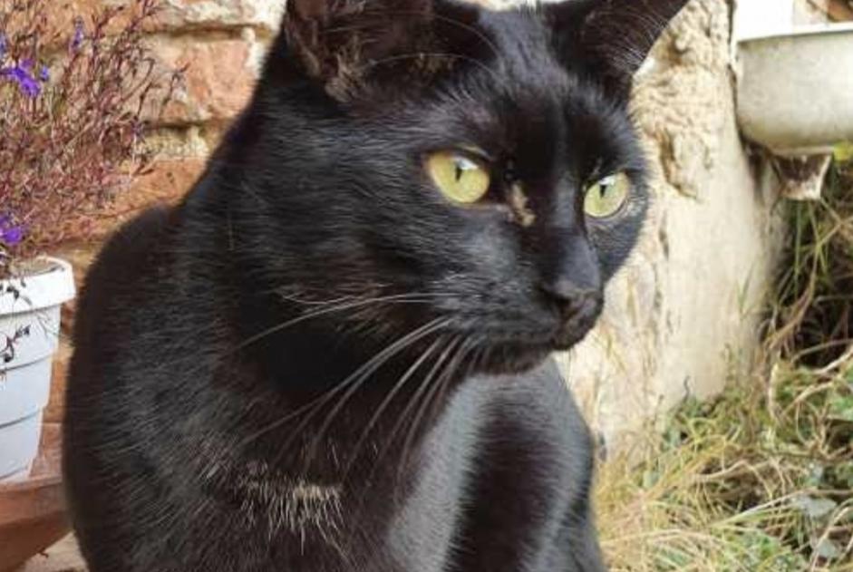 Vermisstmeldung Katze Männliche , 5 jahre Guignen Frankreich