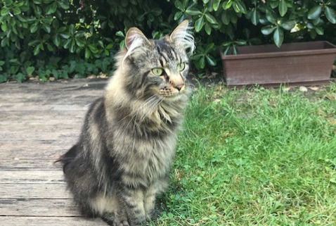 Vermisstmeldung Katze  Weiblich , 10 jahre Éragny Frankreich