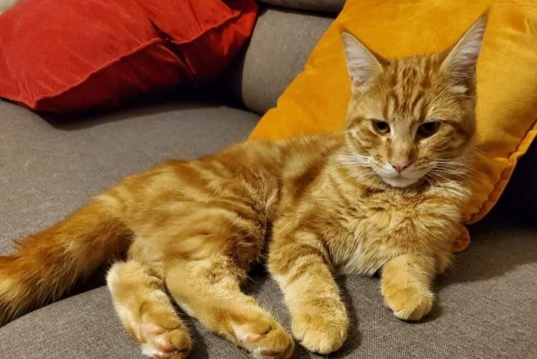 Vermisstmeldung Katze Männliche , 2 jahre Troyes Frankreich