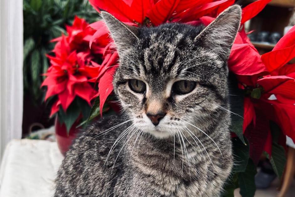 Vermisstmeldung Katze Weiblich , 20 jahre Thônex Schweiz