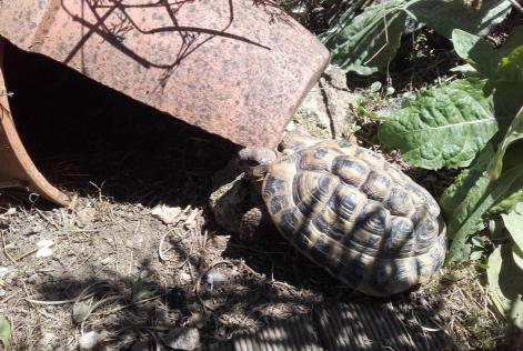 Vermisstmeldung Schildkröte Männliche La Roche-sur-Yon Frankreich