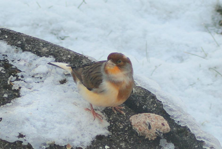 Fundmeldung Vogel Unbekannt Bulle Schweiz