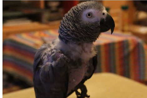 Vermisstmeldung Vogel Weiblich Hollenfels Luxemburg