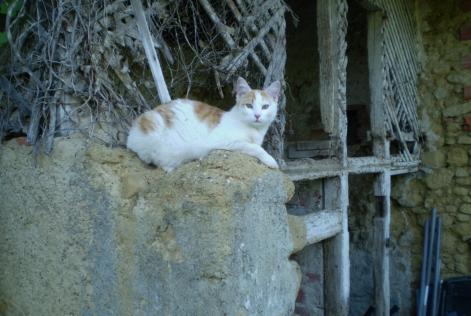 Disappearance alert Cat Male , 8 years Marciac France