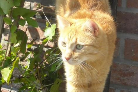 Disappearance alert Cat Male , 9 years Liège Belgium