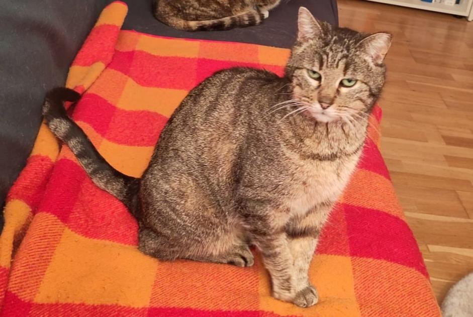 Disappearance alert Cat Female , 10 years Villars-sur-Glâne Switzerland