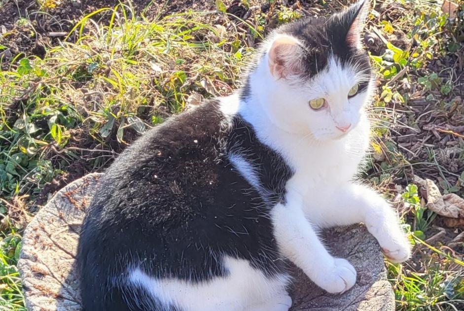 Disappearance alert Cat Female , 4 years Blonay - Saint-Légier Switzerland