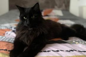 Disappearance alert Cat miscegenation Male , 4 years Saubion France