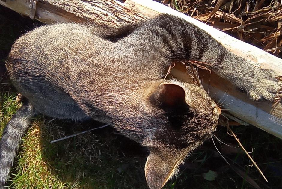 Disappearance alert Cat miscegenation Male , 5 years Trégueux France