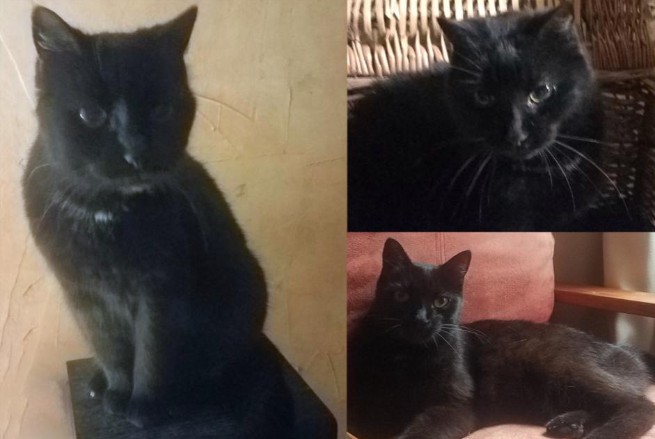 Disappearance alert Cat Female , 17 years Marigny-en-Orxois France