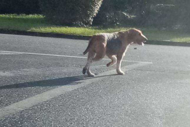 Discovery alert Dog miscegenation Unknown Lussac-les-Châteaux France