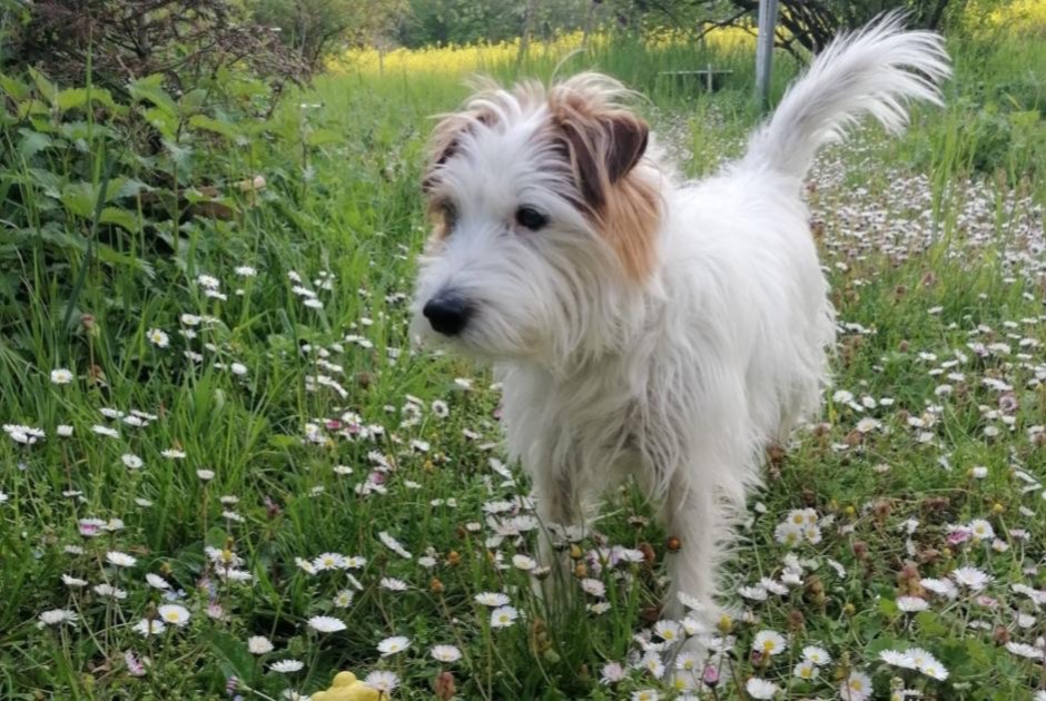 Disappearance alert Dog  Male , 10 years Ville-la-Grand France