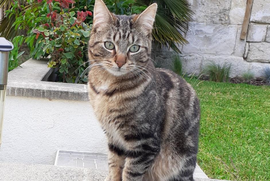 Alerta de Desaparición Gato Macho , 5 años Messy Francia