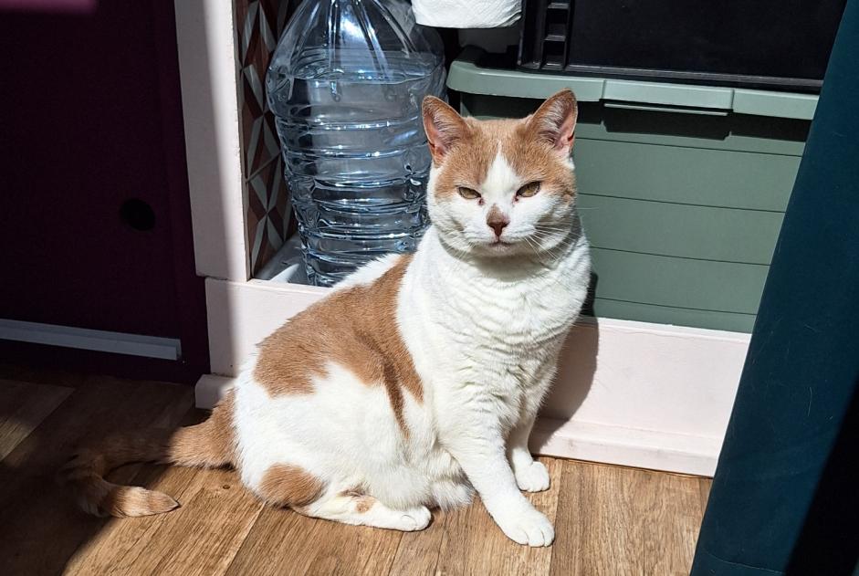 Alerta de Desaparición Gato Hembra , 11 años La Muda, Belluno Italia