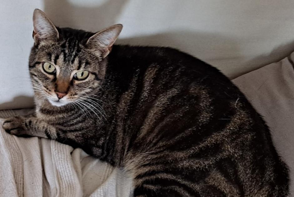 Alerta de Desaparición Gato  Hembra , 7 años Richardménil Francia