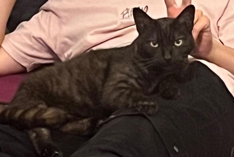 Alerta de Desaparición Gato  Hembra , 6 años Bénodet Francia