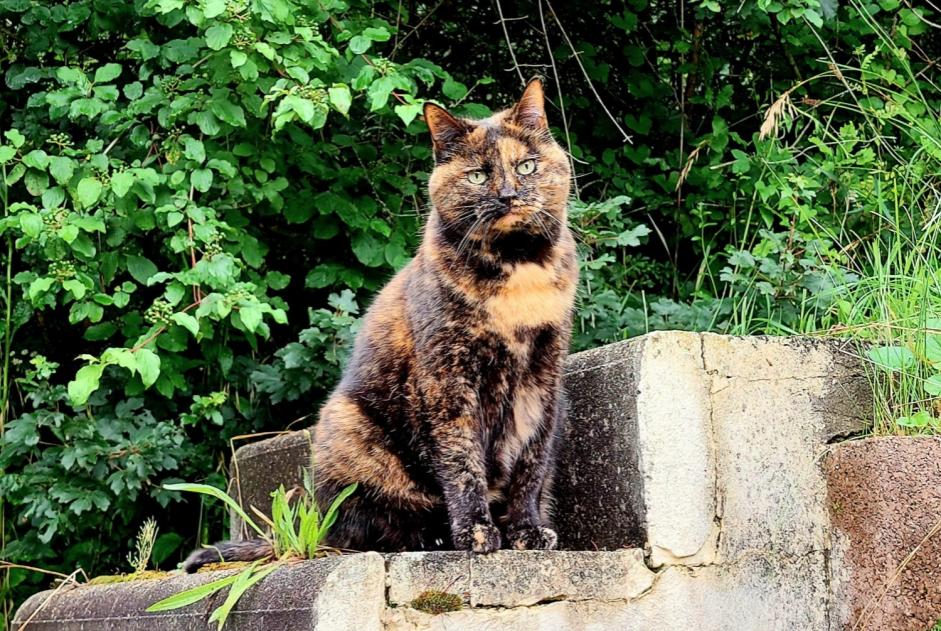 Alerta de Desaparición Gato Hembra , 15 años Veyrier Suiza