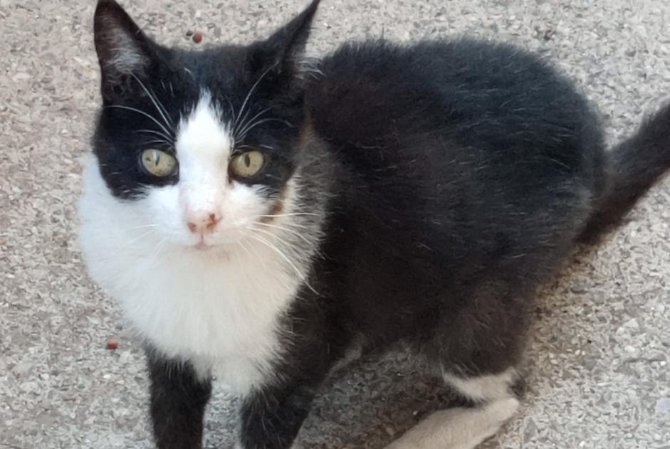 Alerta de Desaparición Gato Hembra , 17 años Sète Francia