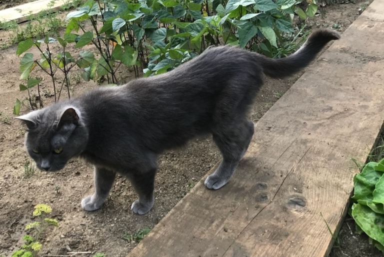 Alerta de Desaparición Gato Hembra , 17 años Saint-Pierre-en-Auge Francia