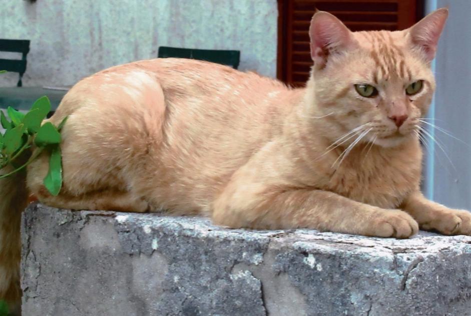 Alerta de Desaparición Gato  Macho , 12 años Mimet Francia