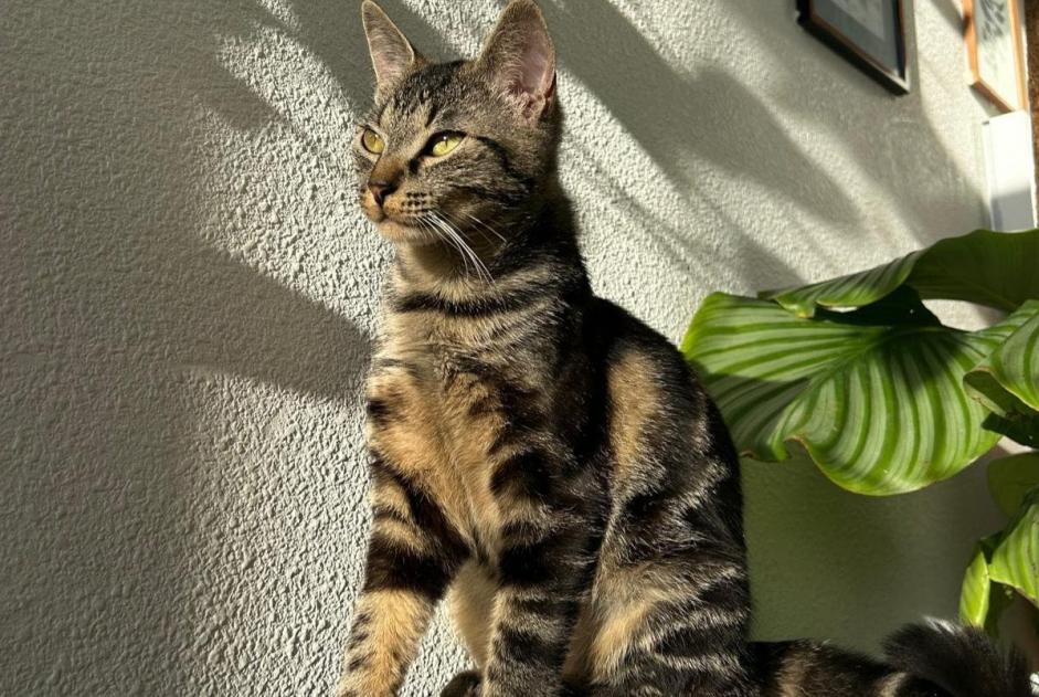 Alerta de Desaparición Gato  Hembra , 3 años Chécy Francia