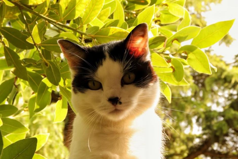 Alerta de Desaparición Gato Hembra , 9 años Orléans Francia