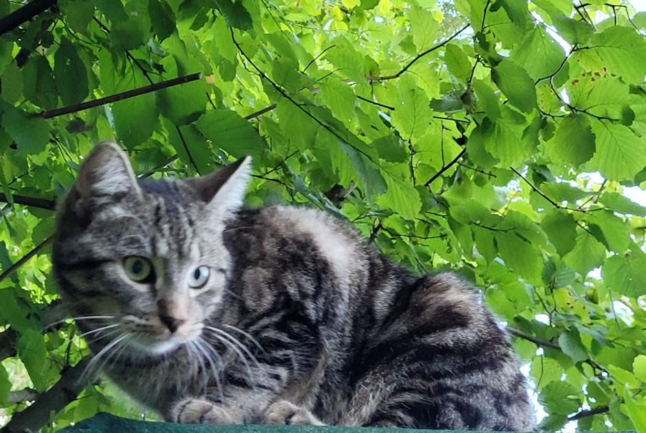 Alerta de Desaparición Gato cruce Macho , 2 años Ottignies-Louvain-la-Neuve Bélgica