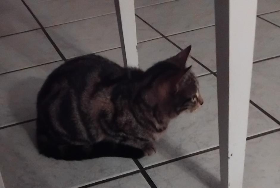 Alerta de Desaparición Gato Hembra , 1 años Firminy Francia