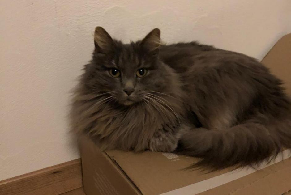 Alerta de Desaparición Gato Hembra , 11 años L'Abbaye Suiza