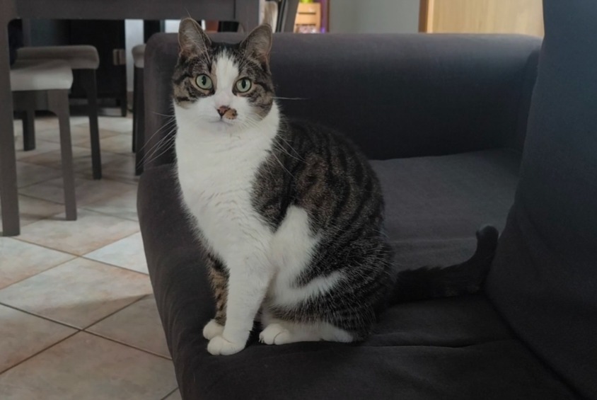 Alerta de Desaparición Gato Macho , 9 años Avenches Suiza