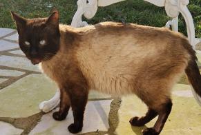 Alerta de Hallazgo Gato  Desconocido Segré-en-Anjou Bleu Francia