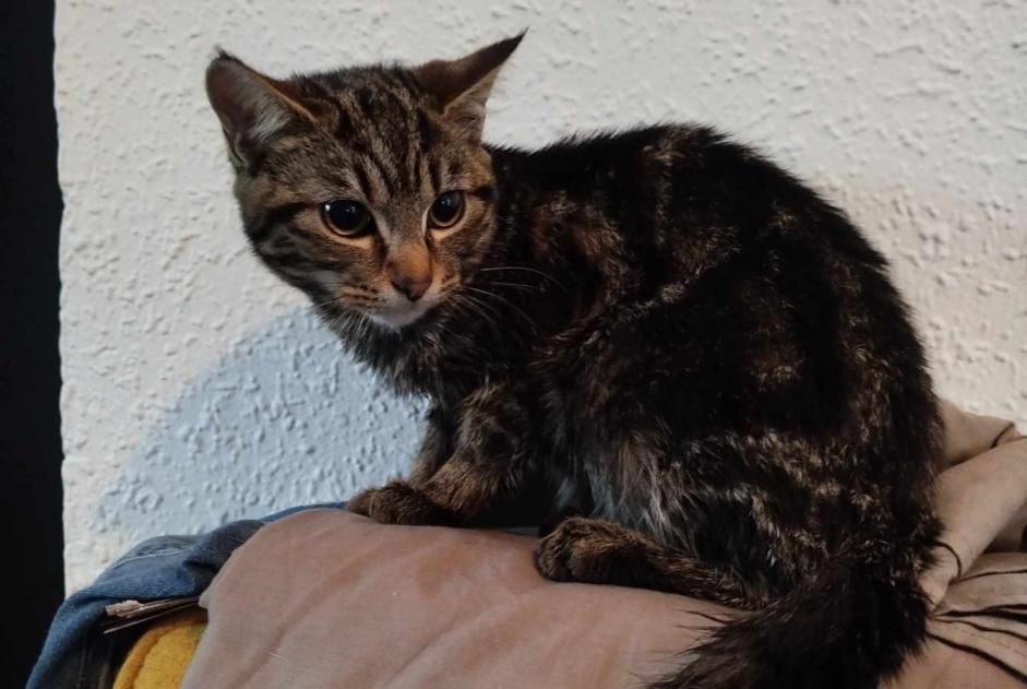 Alerta de Hallazgo Gato Desconocido Limoux Francia