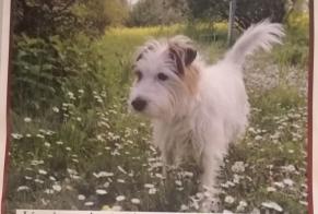 Alerta de Desaparición Perro  Macho , 10 años Chêne-Bourg Suiza