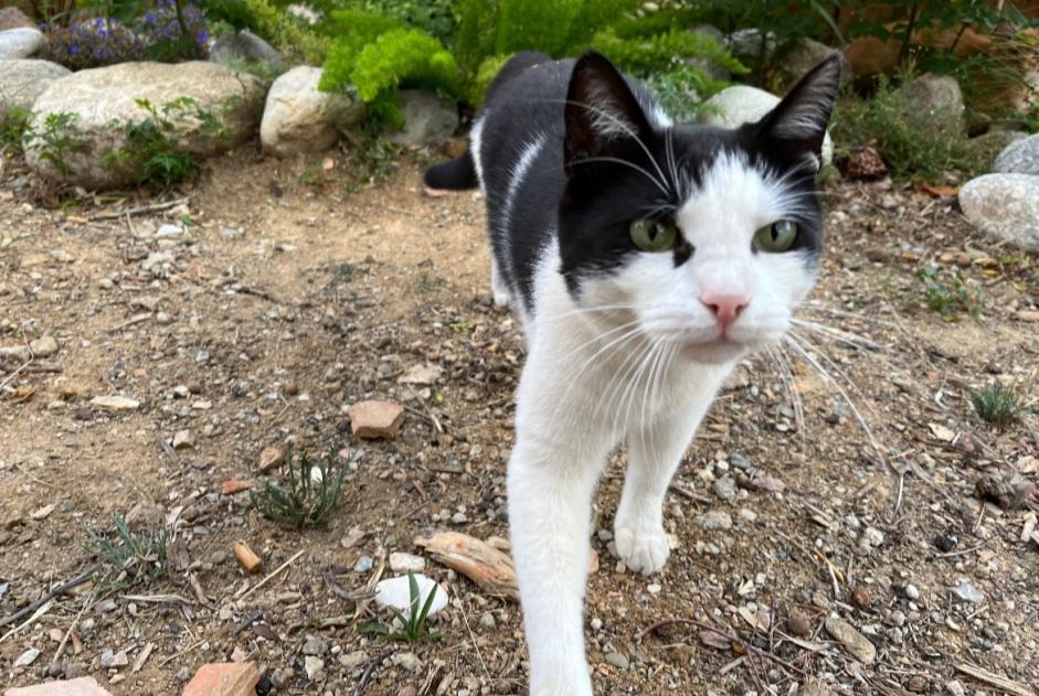 Alerte Disparition Chat Mâle , 5 ans Perpignan France