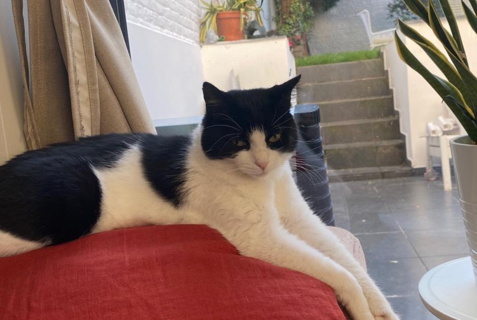 Alerte Disparition Chat croisement Femelle , 6 ans Saint-Gilles Belgique