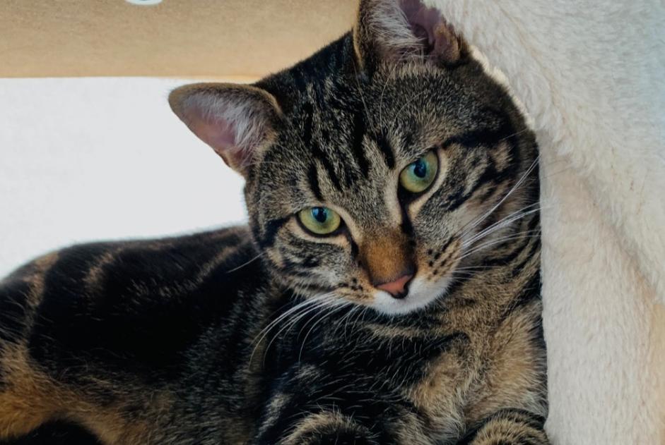 Alerte Disparition Chat Mâle , 3 ans Cortaillod Suisse