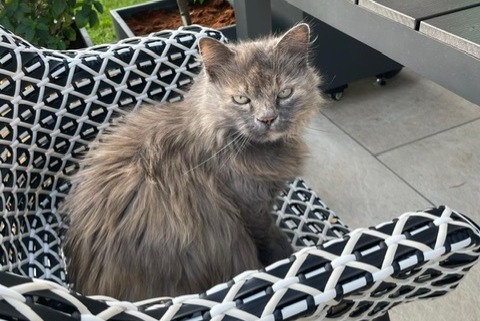 Alerte Disparition Chat croisement Femelle , 15 ans Oliva Espagne