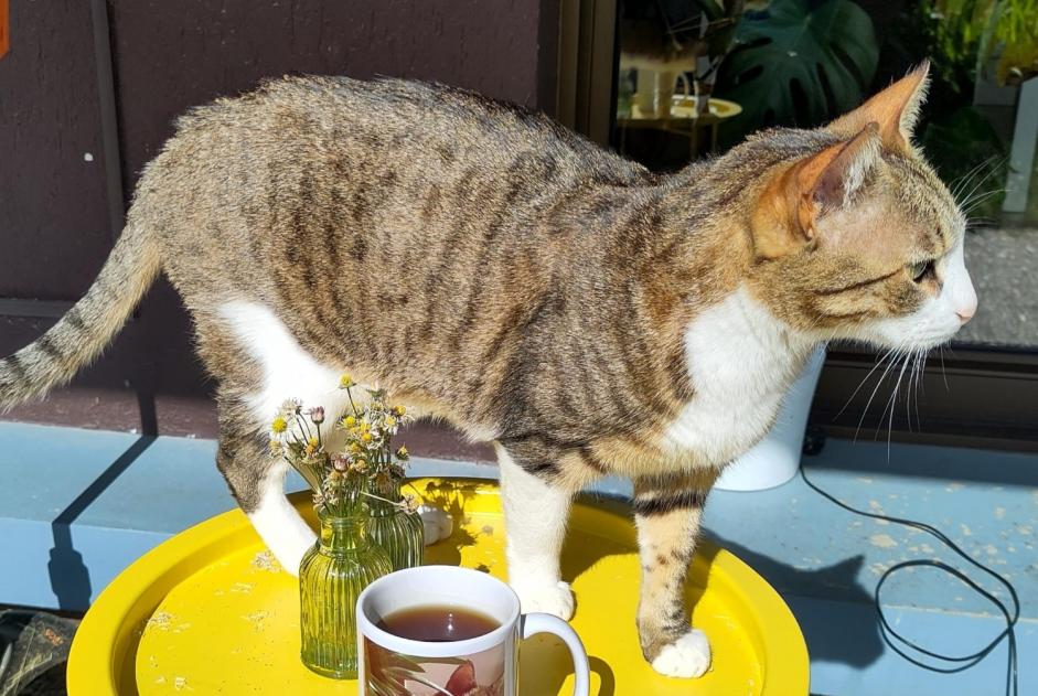 Alerte Disparition Chat Mâle , 4 ans Ferney-Voltaire France