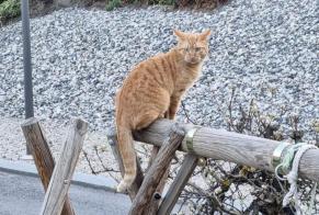 Alerte Disparition Chat Mâle , 3 ans Vétroz Suisse