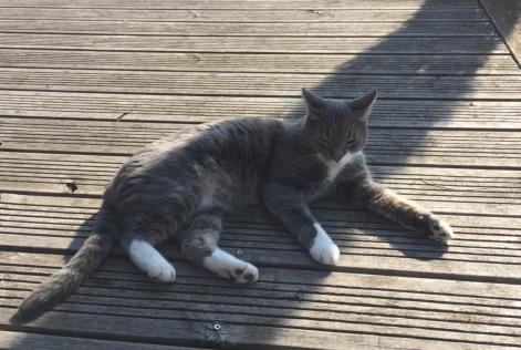 Alerte Disparition Chat Mâle , 11 ans Ormes France