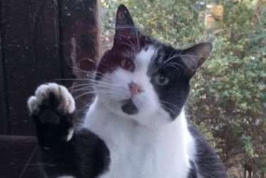 Alerte Disparition Chat Mâle , 7 ans Agde France