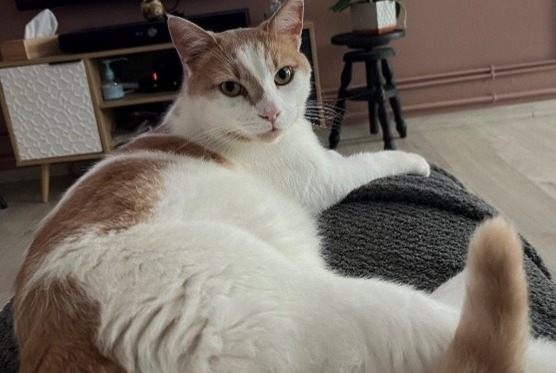 Alerte Disparition Chat  Mâle , 5 ans Quesnoy-sur-Deûle France